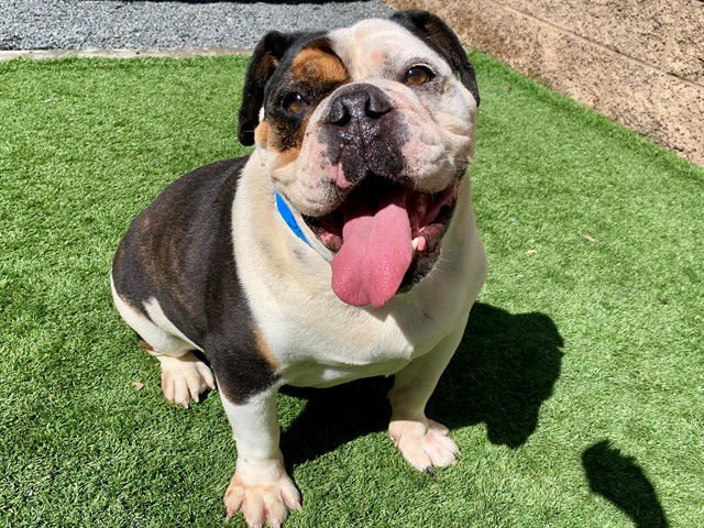 WINSTON - English Bulldog available for adoption