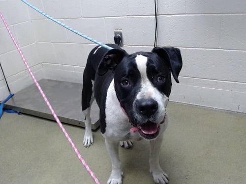 A555018 - Pit Bull Terrier available for adoption