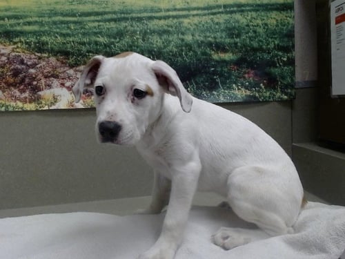 A551296 - American Bulldog available for adoption