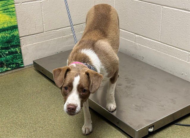 ALICE - Beagle available for adoption