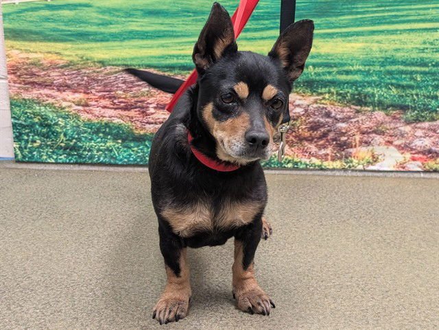 DELLA - Miniature Pinscher / Dachshund available for adoption
