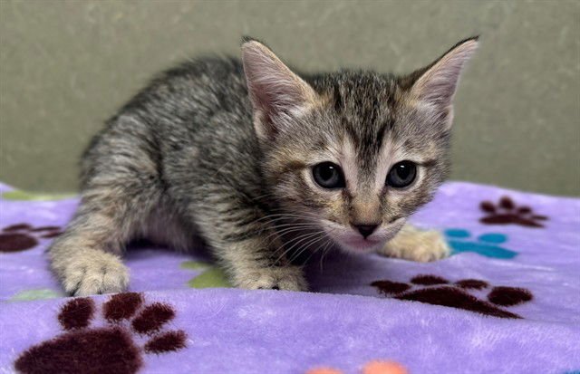 A549774 - Domestic Short Hair available for adoption