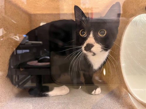 A554321 - Domestic Short Hair available for adoption