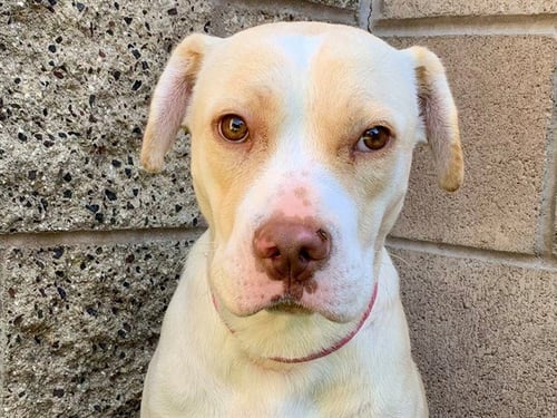 CHELSEA - Pit Bull Terrier available for adoption