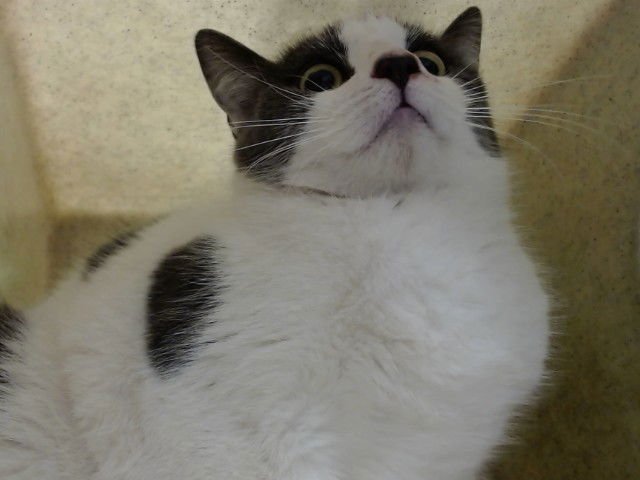 A549528 - Domestic Medium Hair available for adoption