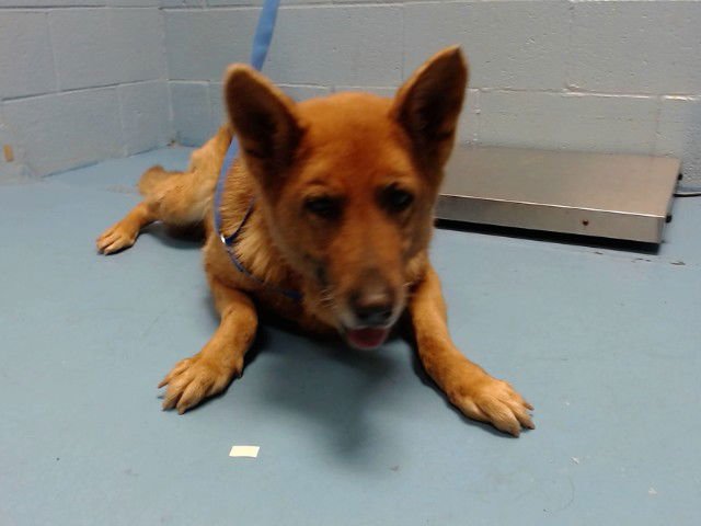 METILDA - German Shepherd Dog available for adoption