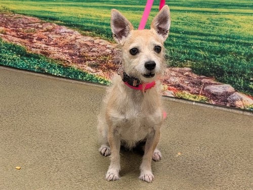 A552762 - Terrier available for adoption