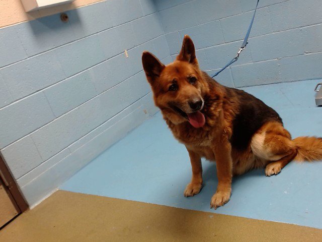 ROMAN - German Shepherd Dog available for adoption