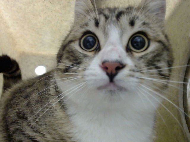 A549015 - Domestic Short Hair available for adoption