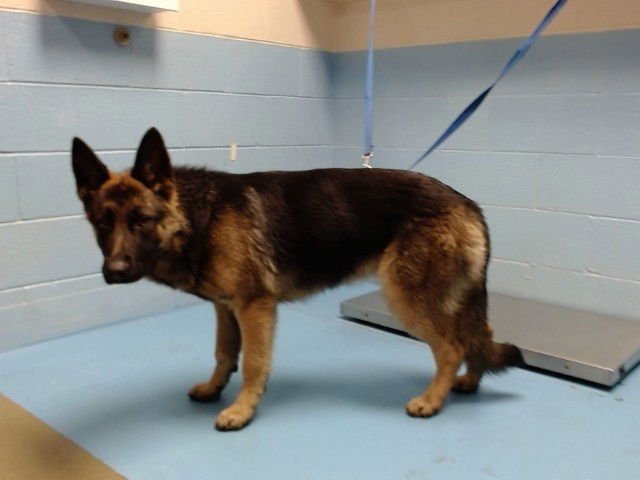 PAIGE - German Shepherd Dog available for adoption