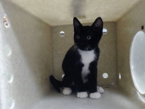A552559 - Domestic Short Hair available for adoption
