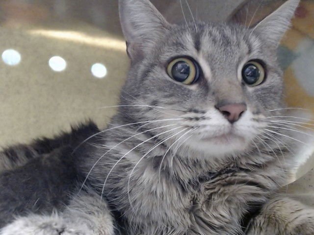 A549429 - Domestic Short Hair available for adoption