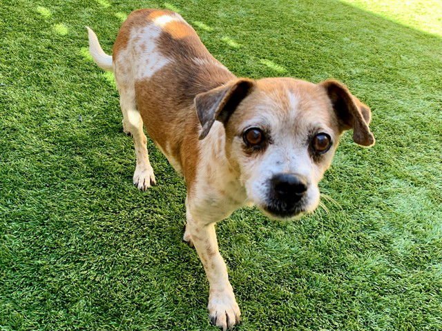 BANJO - Beagle available for adoption