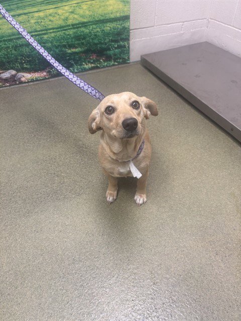 A552225 - Dachshund available for adoption