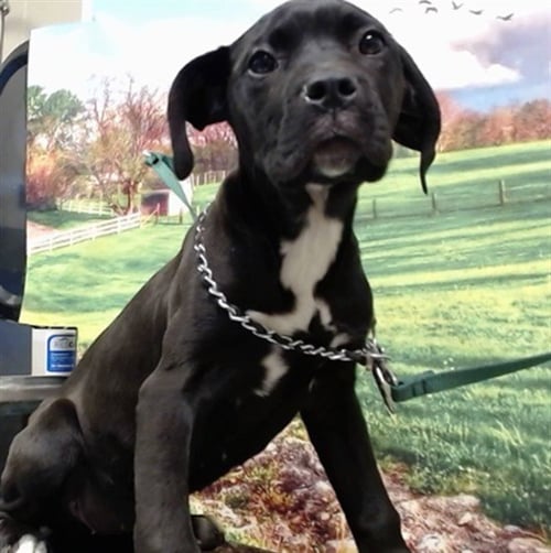 SONIA - Pit Bull Terrier available for adoption