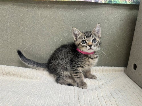 A554270 - Domestic Short Hair available for adoption