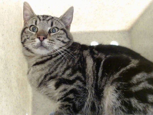 A549402 - Domestic Short Hair available for adoption