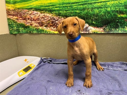 A554510 - Vizsla available for adoption