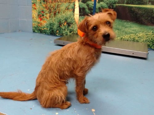 A552641 - Terrier available for adoption