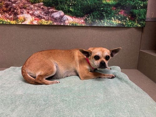 A549659 - Chihuahua available for adoption