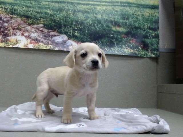 A549734 - Chihuahua available for adoption