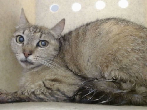 A552345 - Domestic Short Hair available for adoption