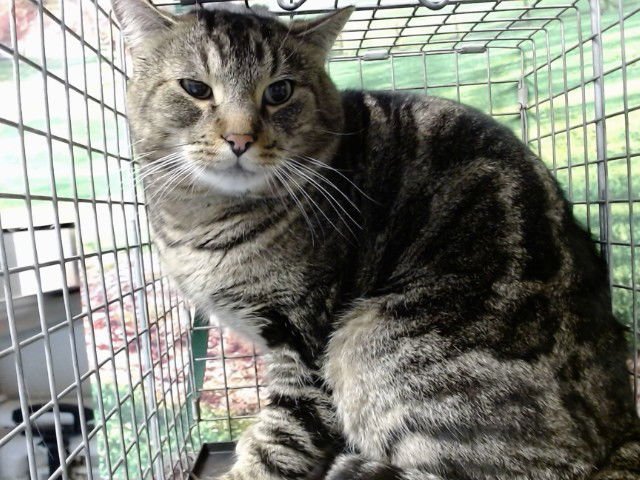 A548147 - Domestic Short Hair available for adoption