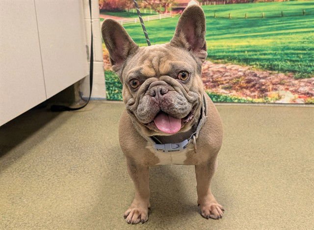 A548416 - French Bulldog available for adoption