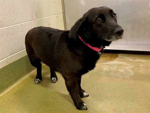 LINEA - Pembroke Welsh Corgi available for adoption