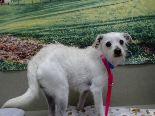 NED - Terrier available for adoption