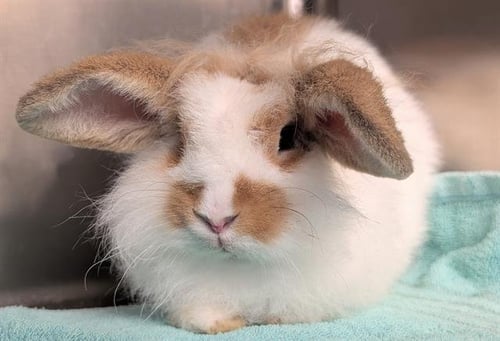NOELLE - Longhaired Rabbit available for adoption