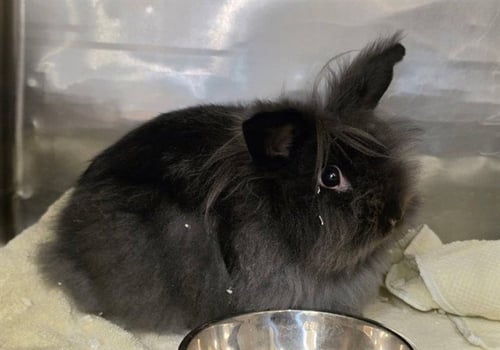 SPOOKY - Longhaired Rabbit available for adoption