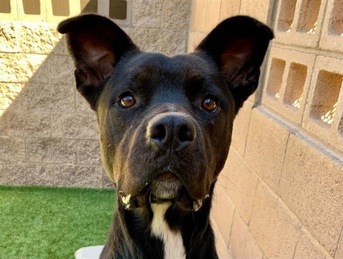 ORIELLE - Pit Bull Terrier available for adoption