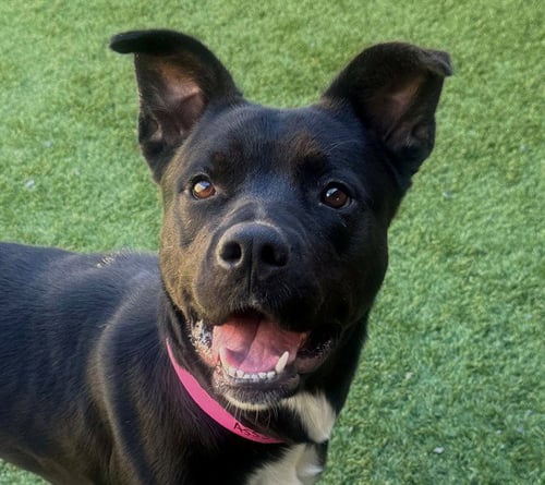 ORIELLE - Pit Bull Terrier / Labrador Retriever available for adoption