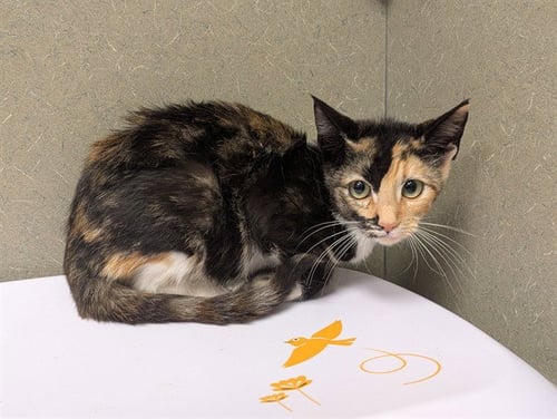 A554182 - Domestic Short Hair available for adoption