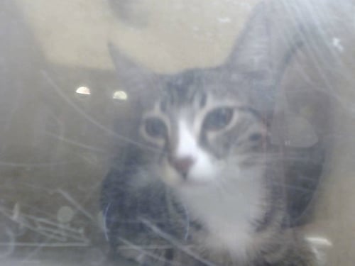 A554526 - Domestic Short Hair available for adoption