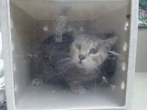 A551280 - Domestic Short Hair available for adoption