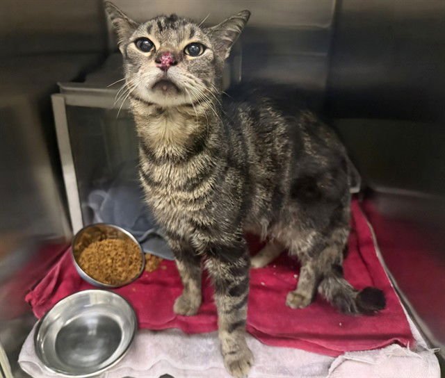 KING PHILLIP III - Domestic Short Hair available for adoption