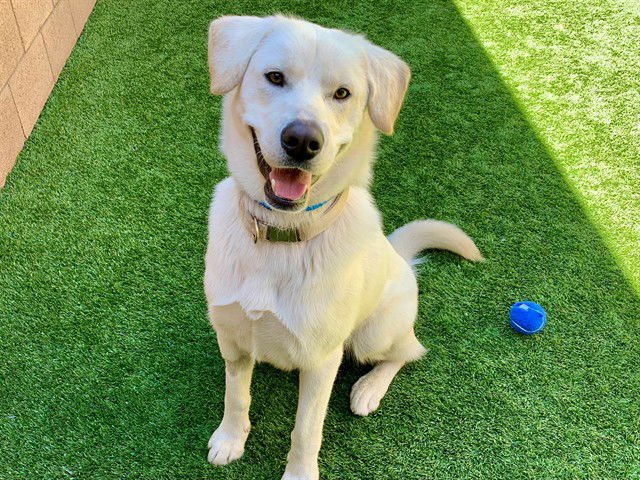 LUCKY - Labrador Retriever available for adoption