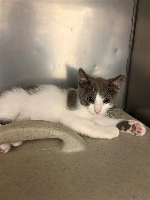 A554423 - Domestic Short Hair available for adoption