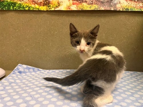 A554423 - Domestic Short Hair available for adoption