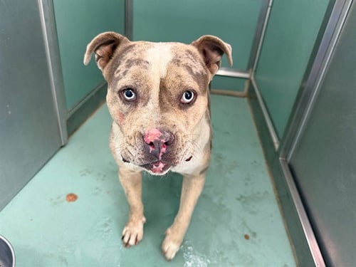 PAMELA - Pit Bull Terrier available for adoption