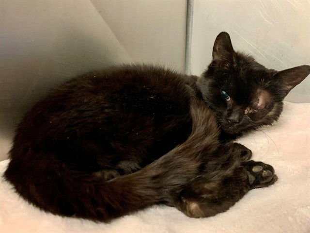 BLAKE - Domestic Short Hair available for adoption