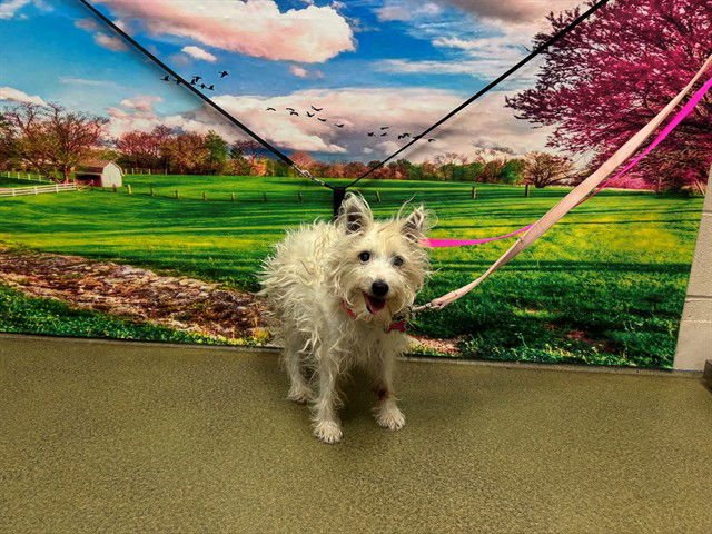ZOEY - Cairn Terrier available for adoption
