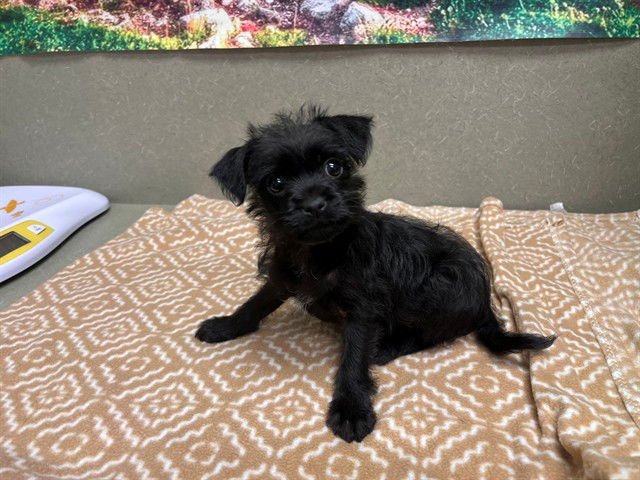 A548365 - Terrier available for adoption