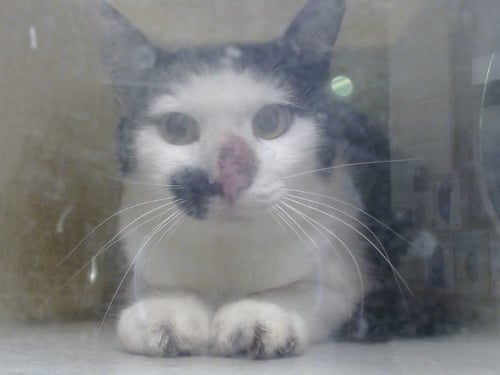 A554198 - Domestic Short Hair available for adoption