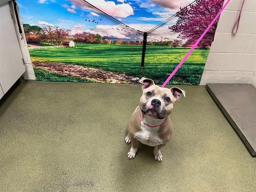 CHUBBS - Staffordshire Bull Terrier available for adoption