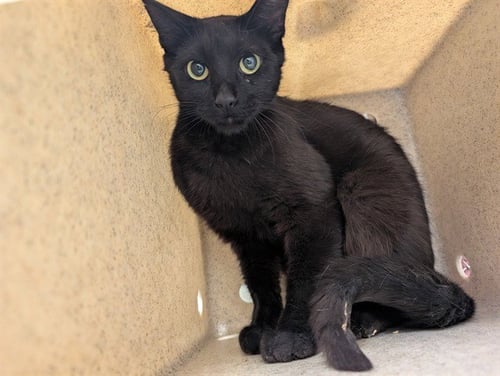 A552677 - Domestic Short Hair available for adoption