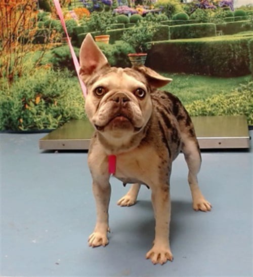 A551297 - French Bulldog available for adoption