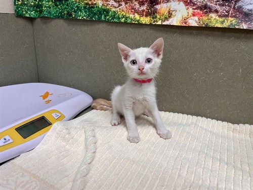 A553406 - Domestic Short Hair available for adoption